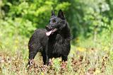 SCHIPPERKE 293